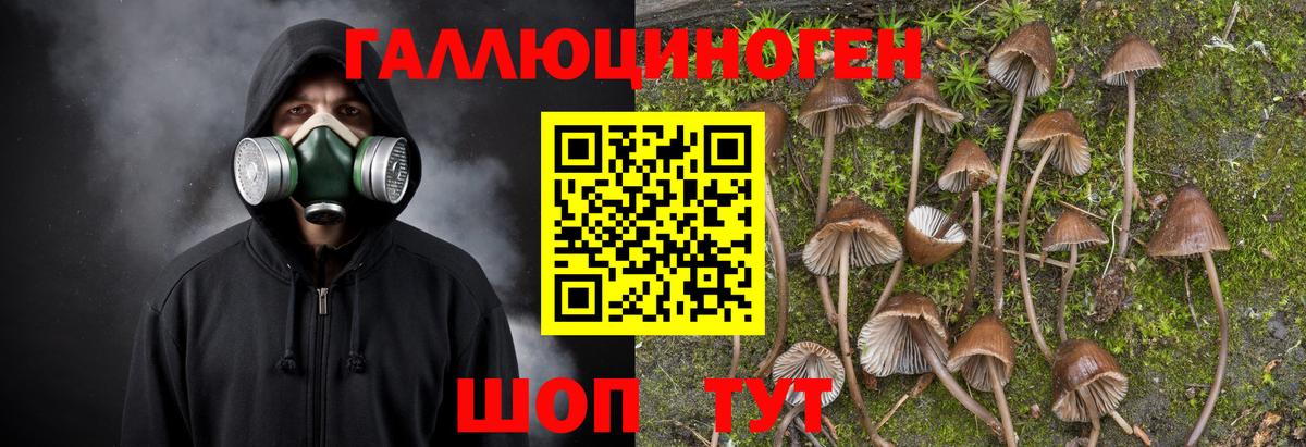 Псилоцибиновые грибы прущие грибы Кольчугино