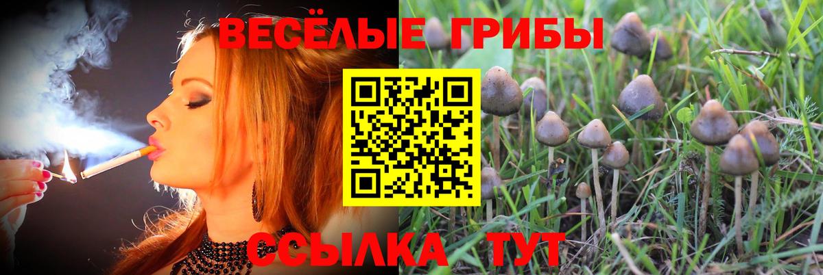 Кольчугино  Псилоцибиновые грибы мицелий  Вход с VPN 
